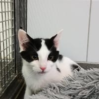 ASH, chat à adopter