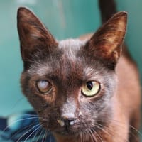 Coco, chatte à adopter
