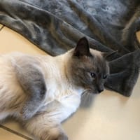 paco   reservé, chat à adopter