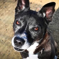 Roger, chien à adopter