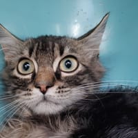 Chapiteau, chat à adopter