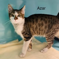 Azar, chat à adopter