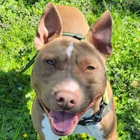 JOKER, chien à adopter