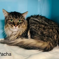 Pacha, chat à adopter