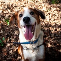 SULTAN, chien à adopter