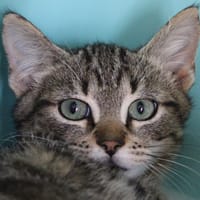 Pissenlit, chat à adopter