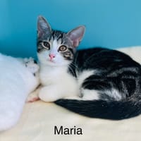 MARIA, chatte à adopter