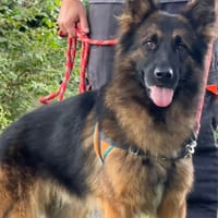 MAIKO, chien à adopter