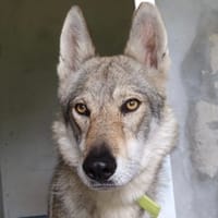 Alpha, chien à adopter