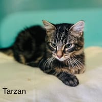 Tarzan, chat à adopter
