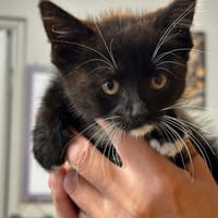 VEGA, chat à adopter