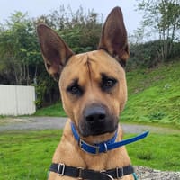 TAZ PAA23023, chien à adopter