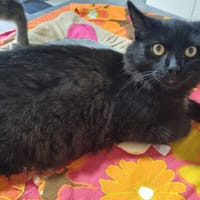 BUBULLE, chat à adopter