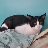 Zen, chat à adopter