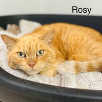 Rosy, chatte à adopter