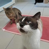 DEXERYL QCT, chat à adopter