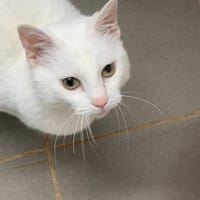 MINETTE, chatte à adopter