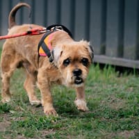 TCHOUPI, chien à adopter