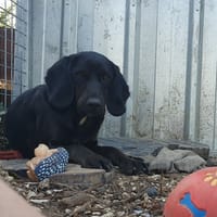 Bonnie, chienne à adopter