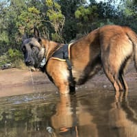 CHRISTIAN, chien à adopter