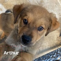 Arthur, cane da adottare