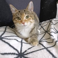Jeanne, chatte à adopter