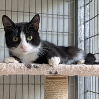 ZETA, chatte à adopter