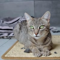 Taïka, chatte à adopter