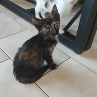Clover, chatte à adopter