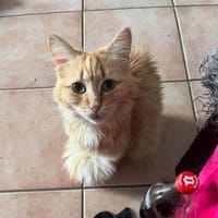 CANDY, chatte à adopter