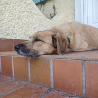 TAZ, chien à adopter