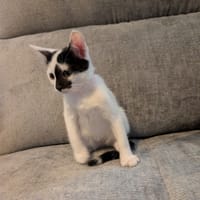 MILKY, chatte à adopter