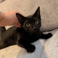 SALEM, chatte à adopter