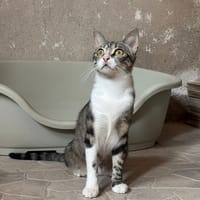 Bb, chatte à adopter