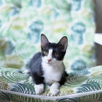 Selva, chatte à adopter
