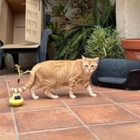 Goro, chat à adopter
