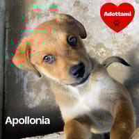 Apollonia, cane femmina da adottare