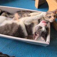 CHANEL, chatte à adopter