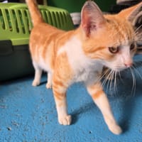 FIFINOU, chat à adopter