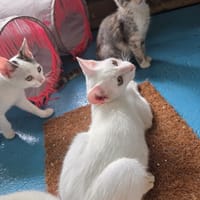 FLAVY, chat à adopter