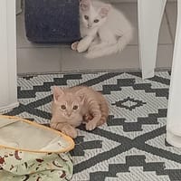 MOSHI et FLOCON, chat à adopter