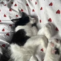 ELLIOTTE, chatte à adopter