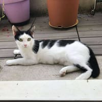 VANILLE, chatte à adopter