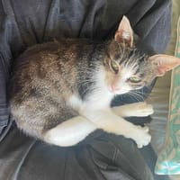 USKI, chatte à adopter