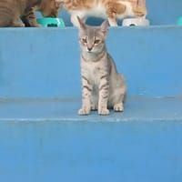 ALIZ, chat à adopter