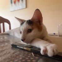 STITCH, chatte à adopter