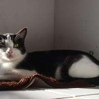 REGLISSE, chatte à adopter