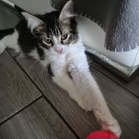NYPHAR, chat à adopter