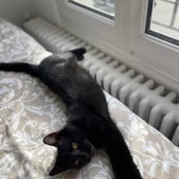 Tao, chat à adopter