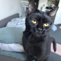 Bagheera, chatte à adopter